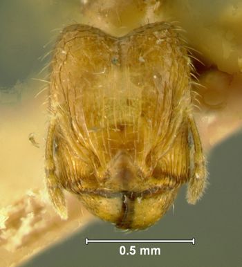 Media type: image;   Entomology 22884 Aspect: head frontal view